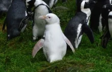 Biały kruk wśród pingwinów. Kokosanka walczy o prestiżowy tytuł!