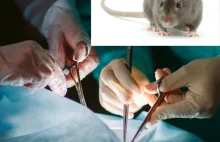 Szczurom przeszczepiono nerki. Były przechowywanie przez 100 dni