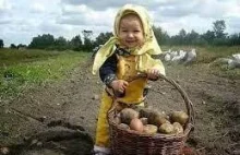 Wykopki, tak kiedyś zbierano ziemniaki