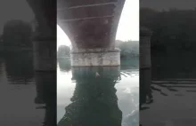 Frankye Laforgue wykonuje "In a Sentimental Mood" pod mostem w Turynie