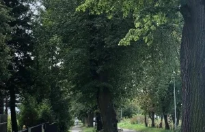 Wytną drzewa na ul. Orlicz-Dreszera w Zamościu