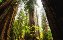 Redwood National and State Parks