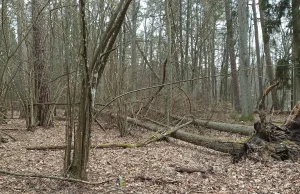 Co robić, jeśli zabłądzi się w lesie?
