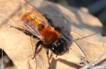 Pszczolinka ruda - jedna z dzikich pszczół Polski