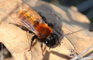 Pszczolinka ruda - jedna z dzikich pszczół Polski