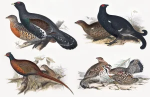 O cietrzewiu, który głuszcem był