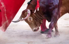 Szokujące sceny na corridzie. Nie żyje torreador