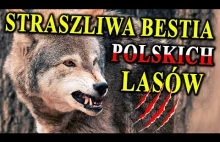 Rosnąca Liczba WILKÓW w Polsce - Bać się, Strzelać, Pokochać?