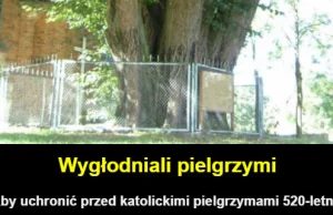 Pielgrzymi obgryzali lipę w Cielętnikach