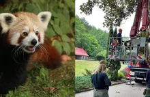 Sprytna panda uciekła z gdańskiego ZOO! Nietypowa akcja strażaków [FOTO] - esopo