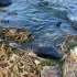 Na Morzu Czarnym masowo wymierają delfiny. To efekt rosyjskich działań