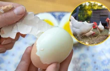 "Złote jaja" polskiego eksportu. Jesteśmy w ścisłej czołówce