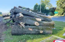 Kraków.Kolejne drzewa zostały ścięte pod nową linię tramwajową