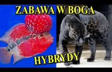 HYBRYDY Zwierząt - Po Co Człowiek Je Tworzy?