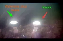 Reakcja ryb na waleriane