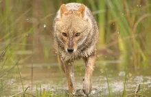 Był widziany w Puszczy Białowieskiej. To groźny gatunek