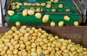 Granat wśród ziemniaków. Groźny incydent w Lęborku