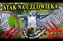 Pierwszy udokumentowany atak HARPII WIELKIEJ na człowieka