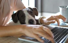 Praca z domu droższa dla firm. Ekspert wyliczył, ile kosztuje...