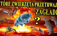 Koniec Ludzkości - Jak Będzie Wyglądało Życie po Zagładzie? Co Przetrwa?