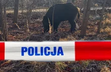 Nowe informacje ws. postrzelenia (zastrzelenia) podczas polowania na dzika.