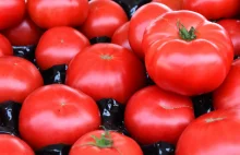 "Załamanie na rynku pomidorów". Można je kupić już za 4 zł za kilogram