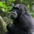 Chore szympansy spożywają lecznicze rośliny.