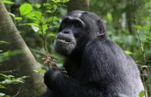 Chore szympansy spożywają lecznicze rośliny.