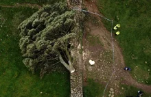 Rozpoczyna się proces za ścięcie najsłynniejszego drzewa Anglii