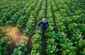 Czarne chmury nad plantatorami tytoniu