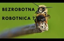 Pszczoła robotnica - Czym się zajmuje ? 1/2