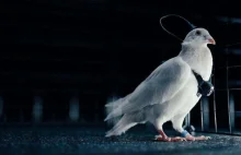 Rosjanie wszczepili chip do mózgu gołębia i zaczęli nim sterować.