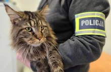 Cenny kot zniknął sprzed domu. Złodziejowi grozi surowa kara