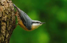 Kowalik Ptak - Sitta Europaea / Fotografujemy Przyrodę