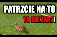 W Polsce powstaje ogromna fabryka pasz z owadów.