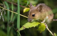 Myszy opanowały egzotyczną wyspę. Naukowcy zrzucą tony trutek