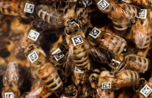 Pszczoły mają współpracę "w genach"