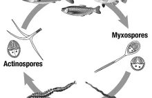 Myxozoa, czyli zwierzęta, których ewolucja zawróciła