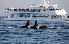 Agresywne orki u wybrzeży Portugalii. Kolejny jacht zaaakowany