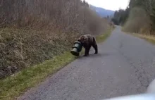 Niedźwiedź przez 17 dni błąkał się z cylindrem na głowie.