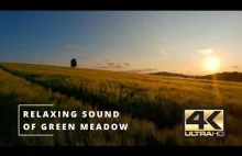 4K Relaxing Sound of Green Meadow - 2 Hours Sounds of Nature and Soothing