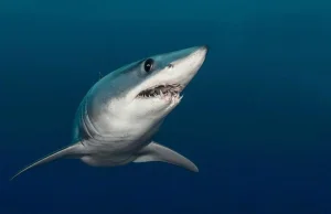 Egipt. Atak rekina. Pomyliła rekina z tuńczykiem. Drapieżnik odgryzł jej rękę -