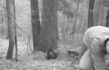„Fotopułapka uchwyciła atak niedźwiedzia na ekoaktywistę„