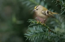 Jest maleńki, ale ma wytrzymałość godną podziwu.