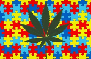 95% osób z autyzmem doświadczyło poprawy objawów po użyciu ekstraktów z konopi
