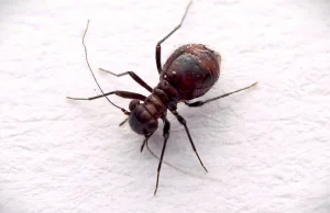 Obserwacje niewidzianego w Polsce od niemal 120 lat gatunku psotnika