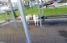 Dwie kozy na przystanku czekały na autobus