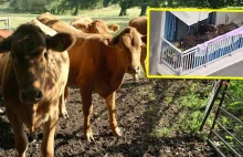 Rolnik nie chciał rozstać się z krowami. Hodował bydło na balkonie