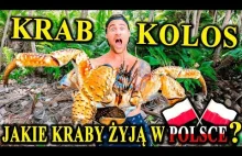 Największe KRABY Świata - Jakie Kraby Żyją w Polsce?