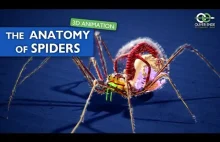 Anatomia pająka